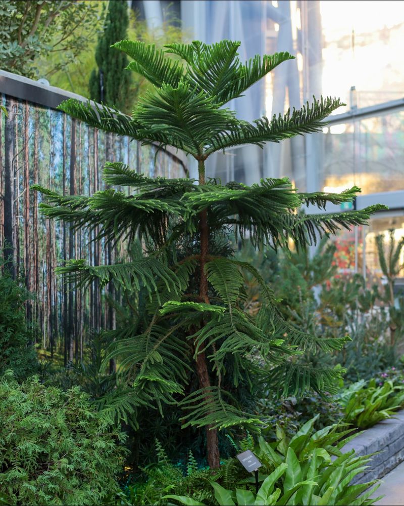 Natural Growth Habit And Genetics