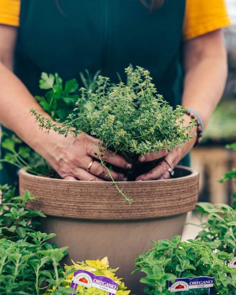Create A Herb Border With Rosemary And Thyme