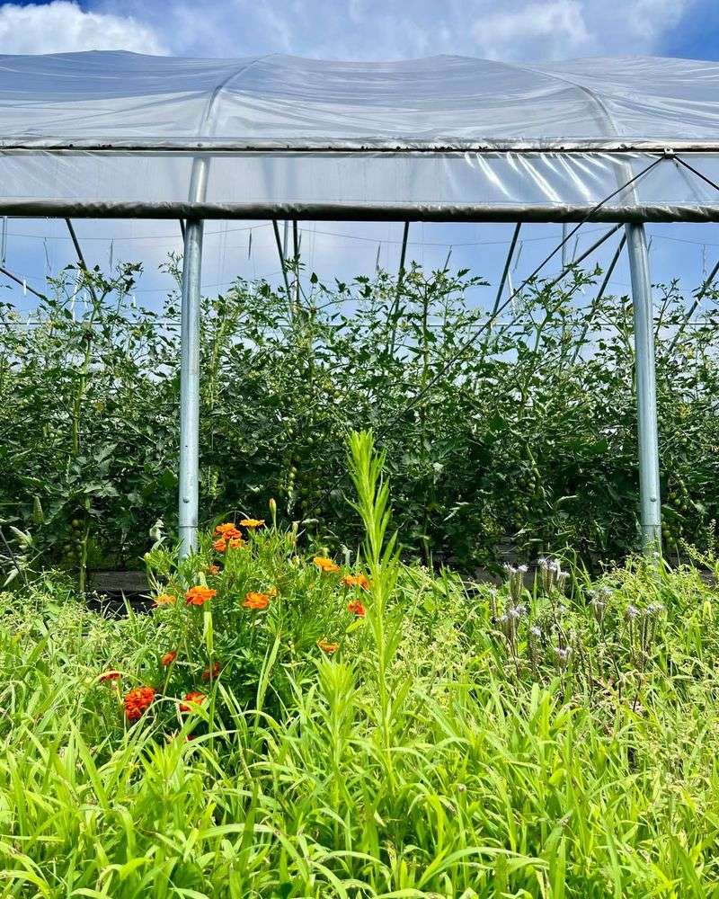 Practice Companion Planting Together