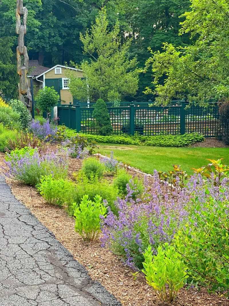 Create Borders With Catmint And Russian Sage