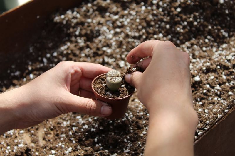 Choose Well-Draining Soil Mixtures