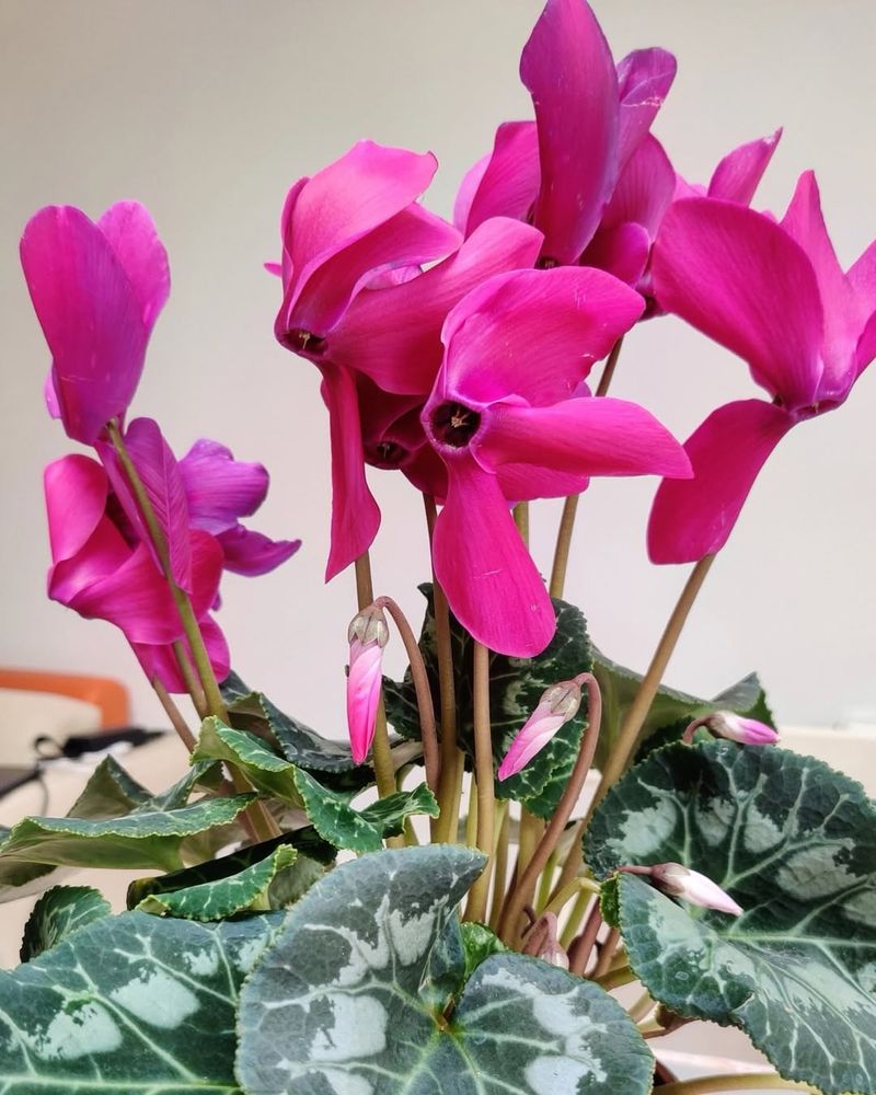 Remove Faded Flowers And Yellow Leaves