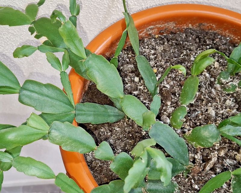 Feed With A Balanced Fertilizer During Growing Season