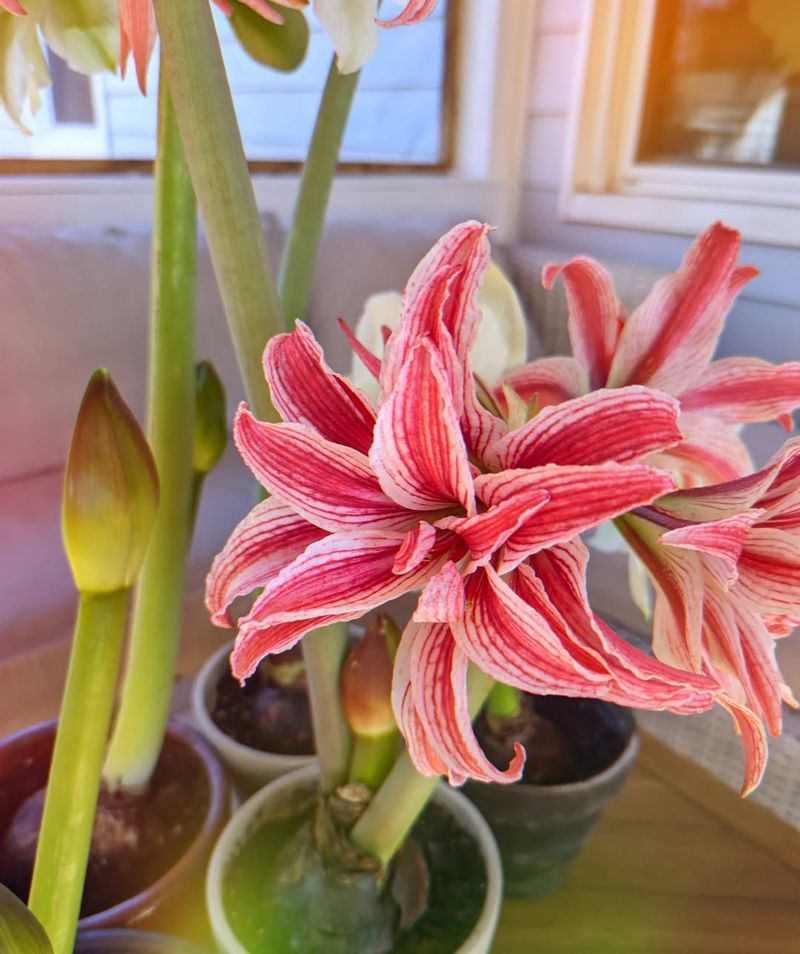Select Shorter Amaryllis Varieties For Future Plantings