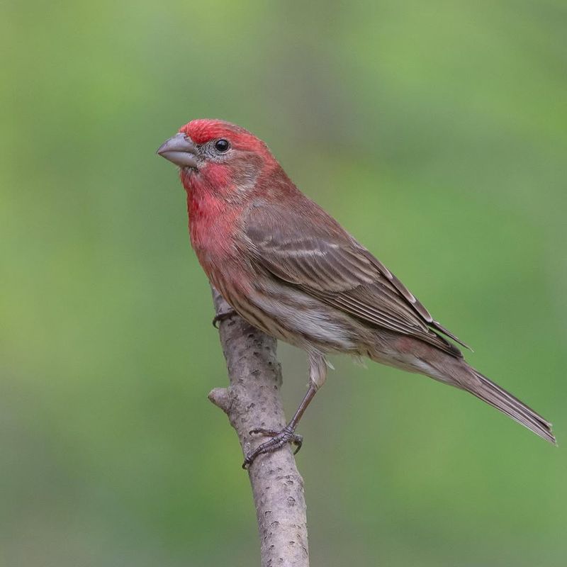 Reduced Migration Pressure