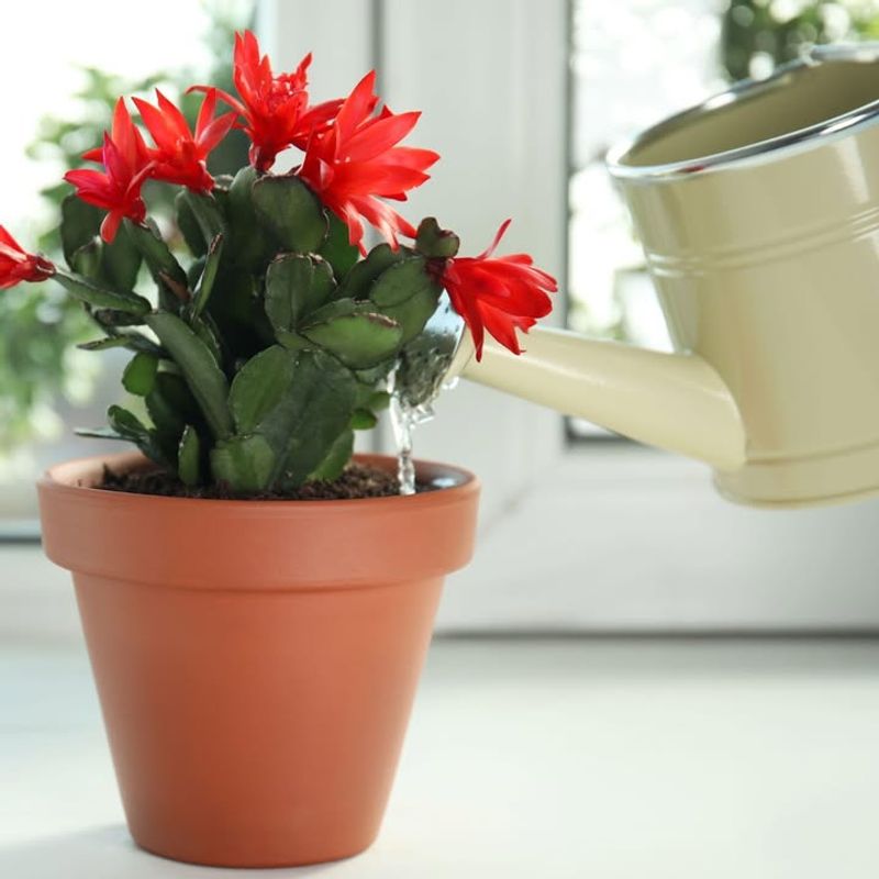 Avoid Misting The Segments And Focus Water On The Soil