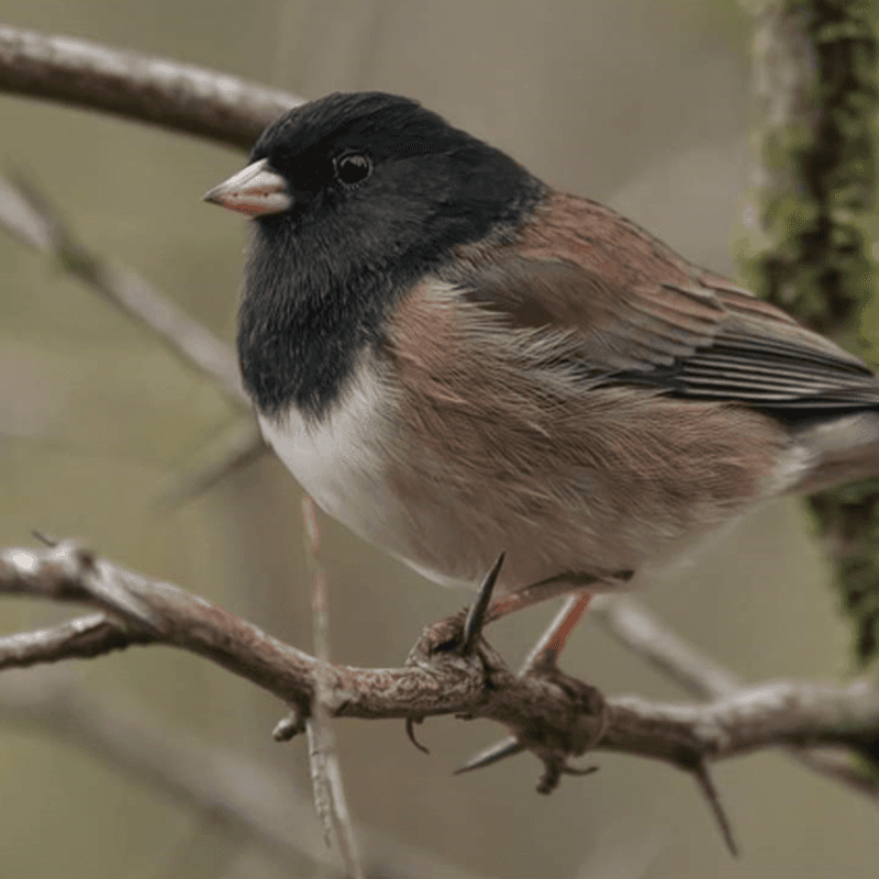 Harsh Weather Up North Forces Juncos Further South