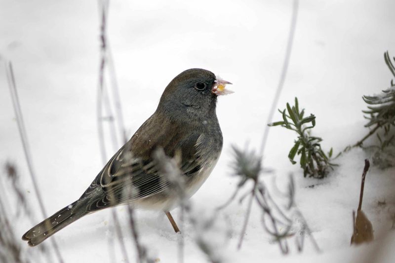 Loss Of Habitat In Traditional Wintering Grounds