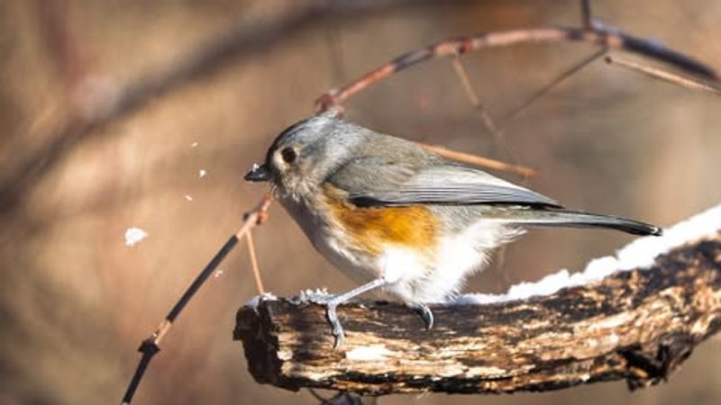 Natural Mast Crop Failures Push Birds To Suburbs