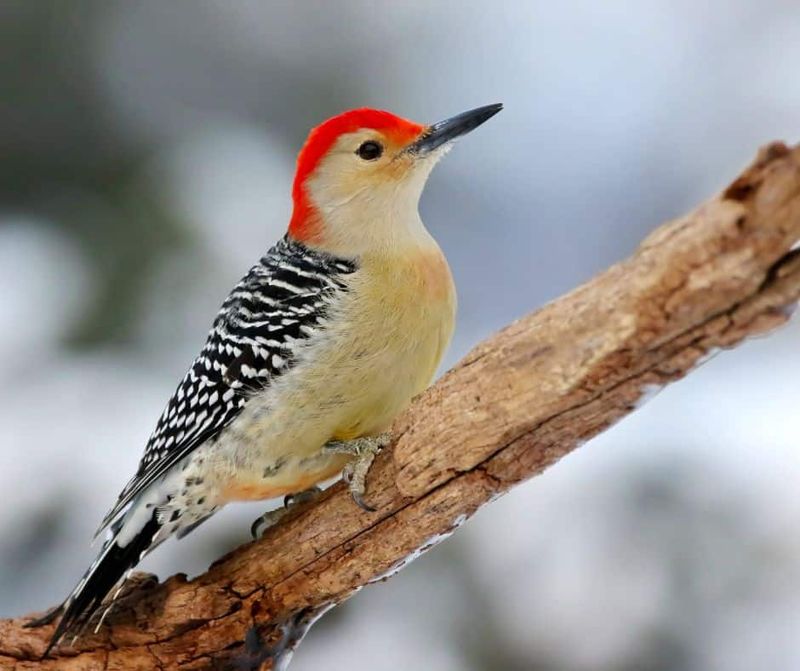 Natural Range Expansion Brings More Birds To Georgia