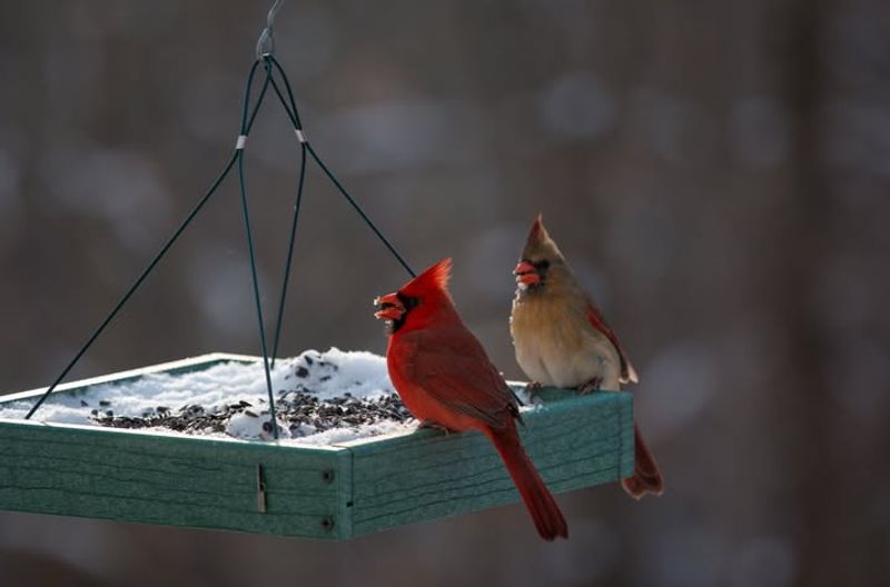 Harsh Winter Weather Drives Cardinals To Reliable Food Sources