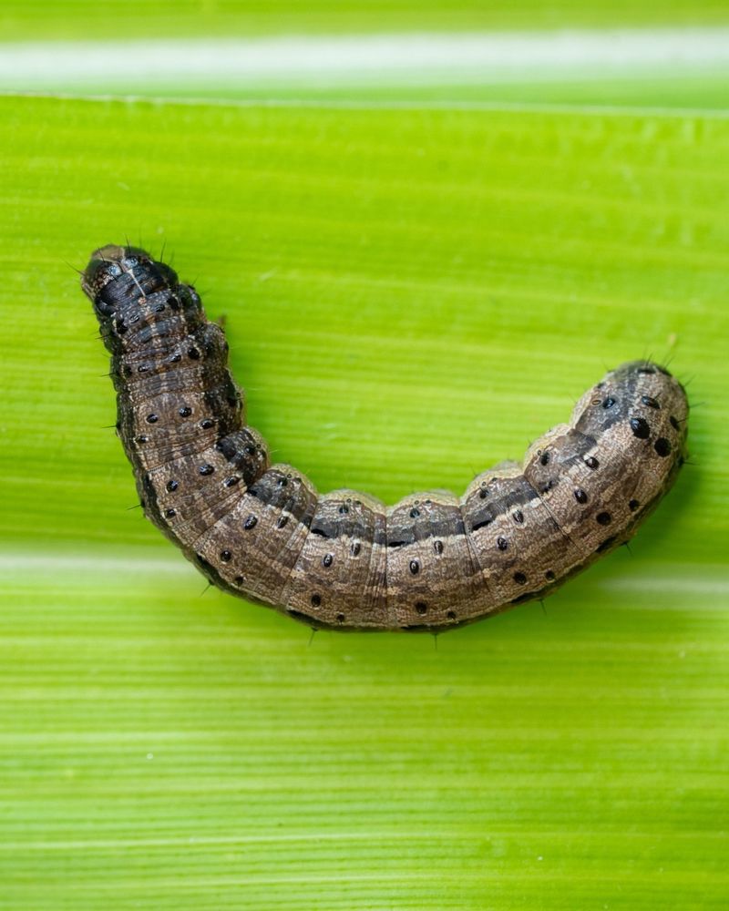 Reduced Cold Stress Improves Overall Pest Fitness