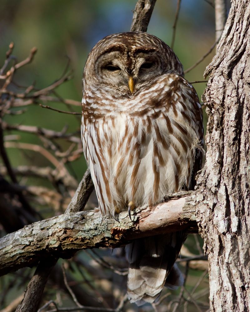 Fewer Natural Predators Exist In Suburban Settings