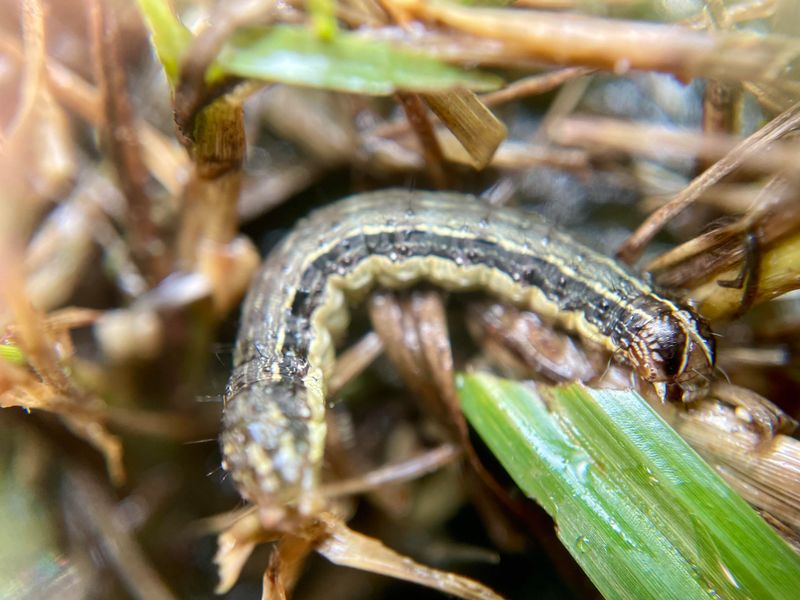 Weakened Natural Enemy Populations