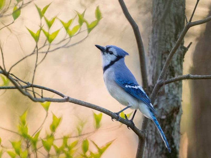 Climate Changes Are Affecting Their Behavior