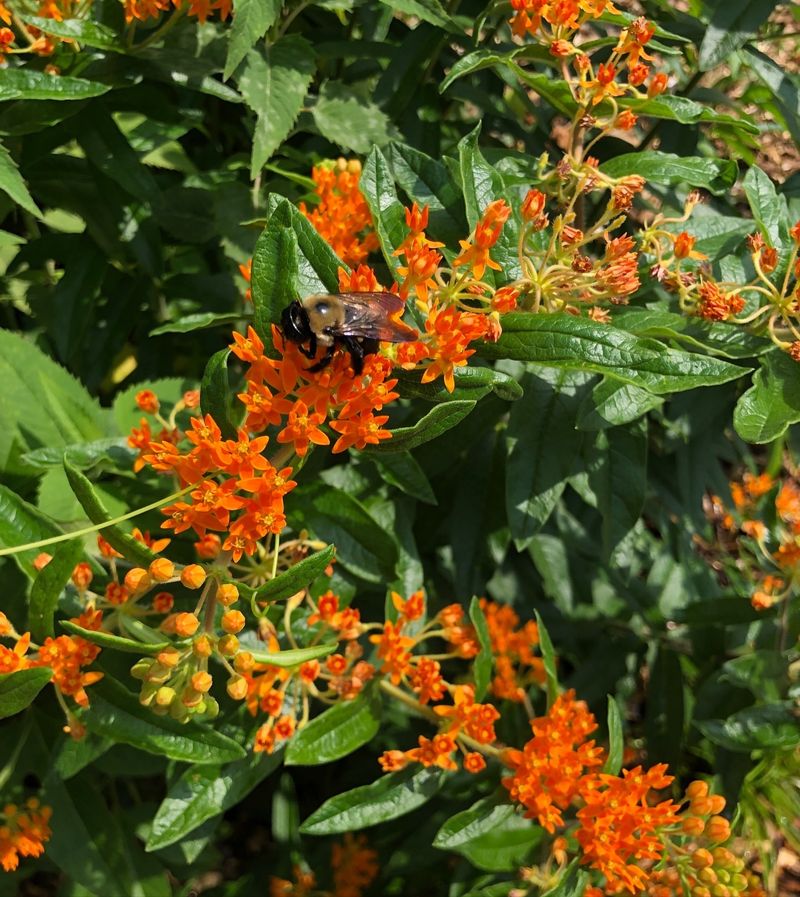 Connection To Regional Heritage And History