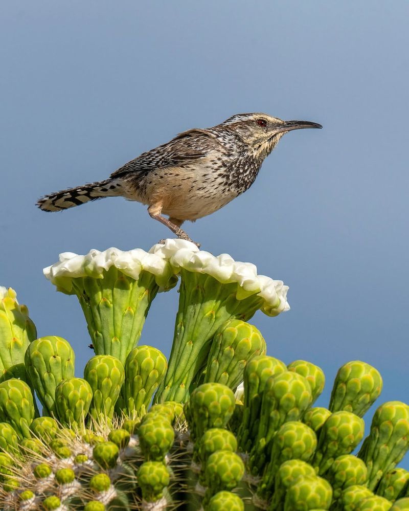 Native Wildlife Creates Living Connections To Nature