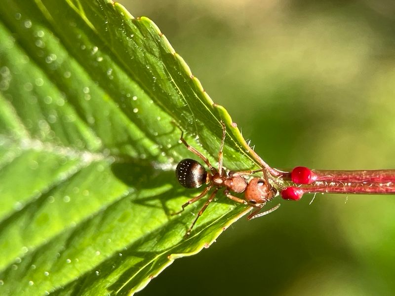 Spring Plant Growth Attracts Insect Prey