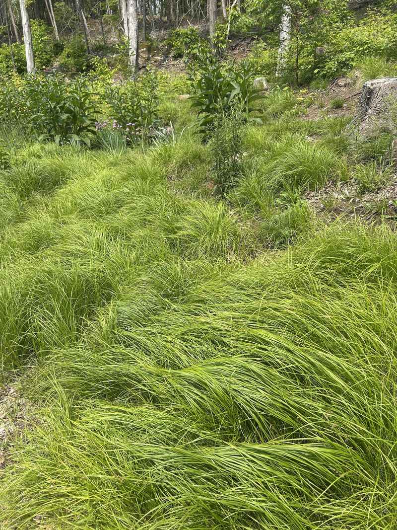 Native Grass Species Revival