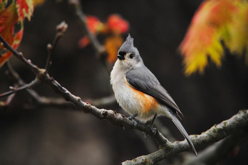 Loss Of Forest Habitat Pushes Birds Toward Neighborhoods