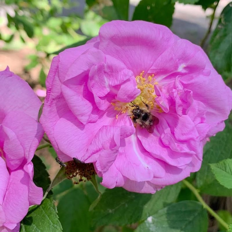 Pollinator Activity Is Influencing Rose Genetics