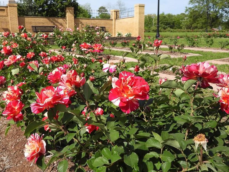 Connecting With Texas Gardening Traditions And Heritage