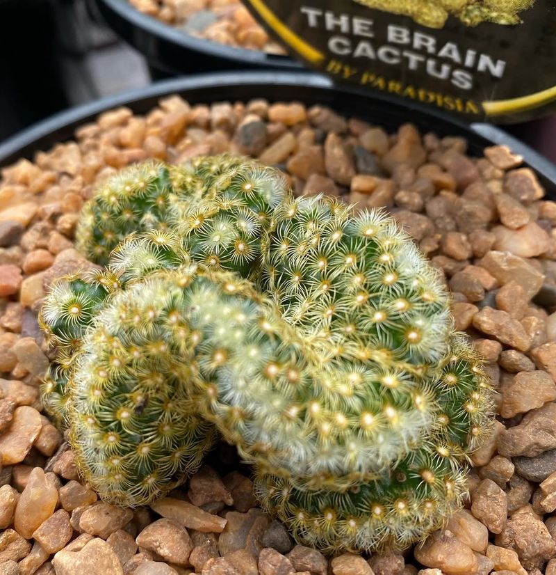 Compact Size Fits Any Texas Home Or Apartment