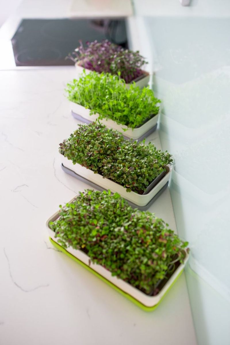 Educational Opportunities For Children