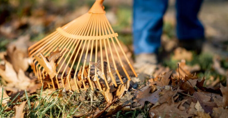 Indiana Rules On Leaves That Blow Over From A Neighbors Tree