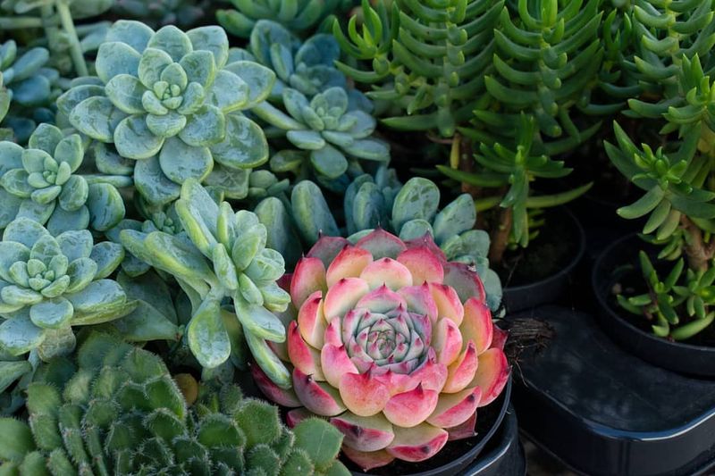 Different Plant Types Have Unique Winter Needs