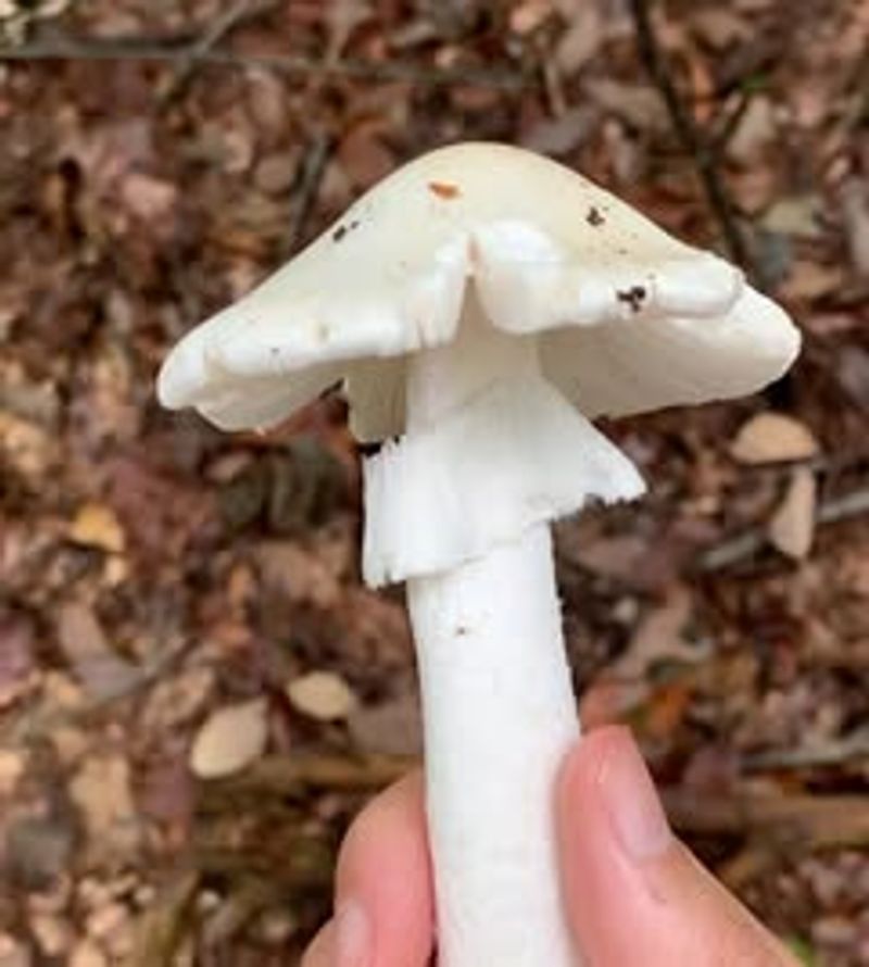 Pets And Children Are The Primary Concern