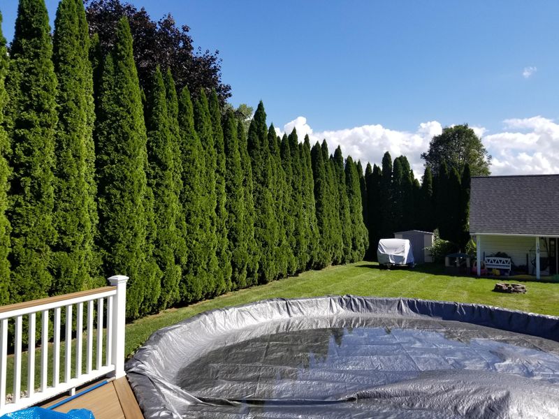 American Arborvitae (Thuja occidentalis)