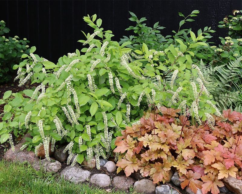 Virginia Sweetspire (Itea virginica)