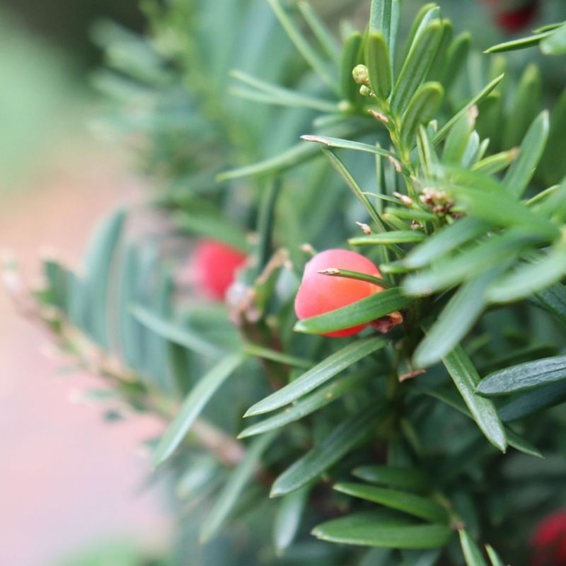 Yew Shrubs Offer Versatile Evergreen Solutions For Deep Shade