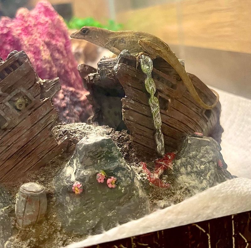 Walls Create Shaded Daytime Retreat Zones