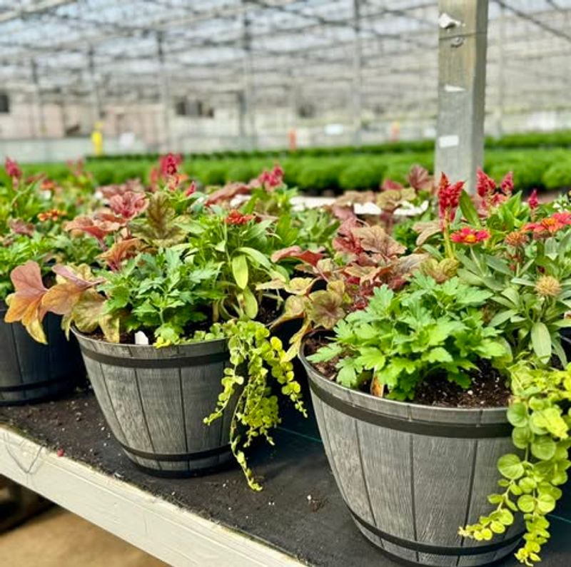 Early Bird Ordering Saves Your Favorite Varieties