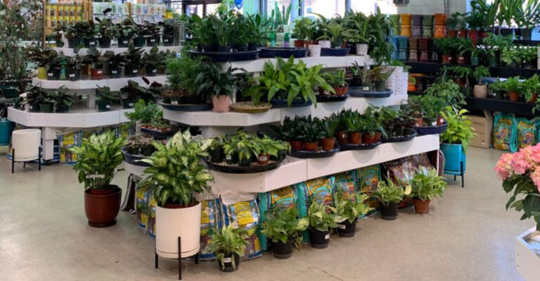 plants (featured image)