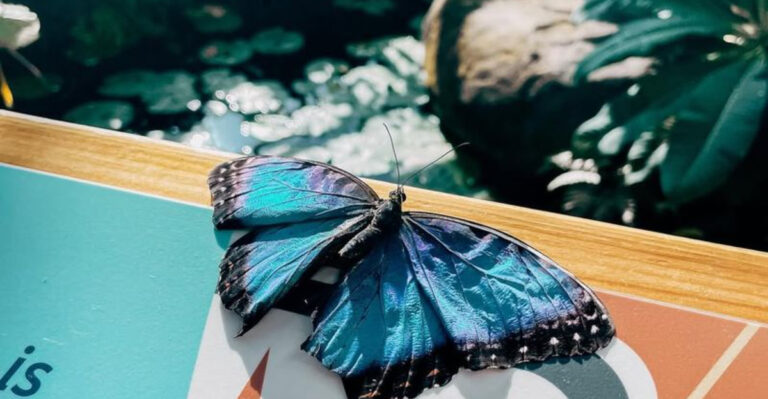 Butterfly (featured image)