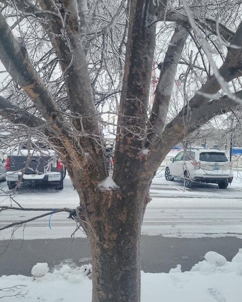Prepare Trees For Snow Load And Ice Damage