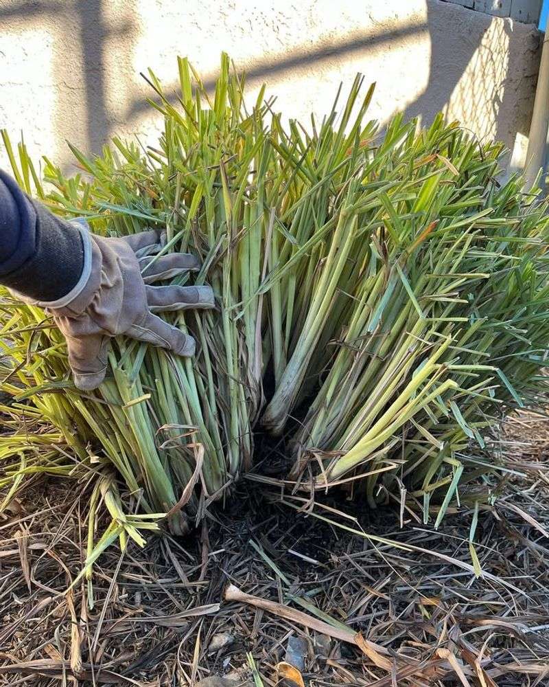 Remove Dead Plant Material Carefully
