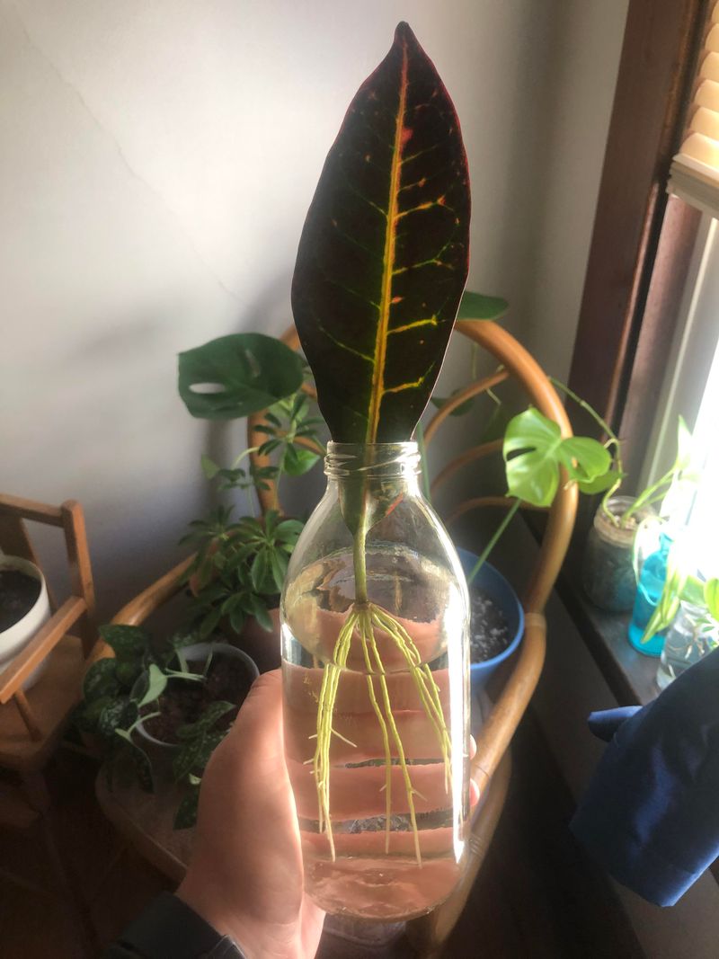 Connects Florida Gardeners To Traditional Plant Wisdom