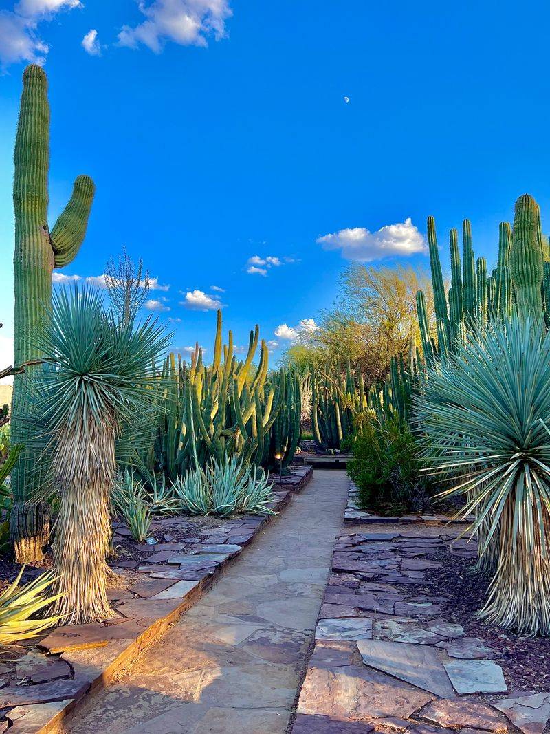 Desert Botanical Garden's Wildflower Loop Trail