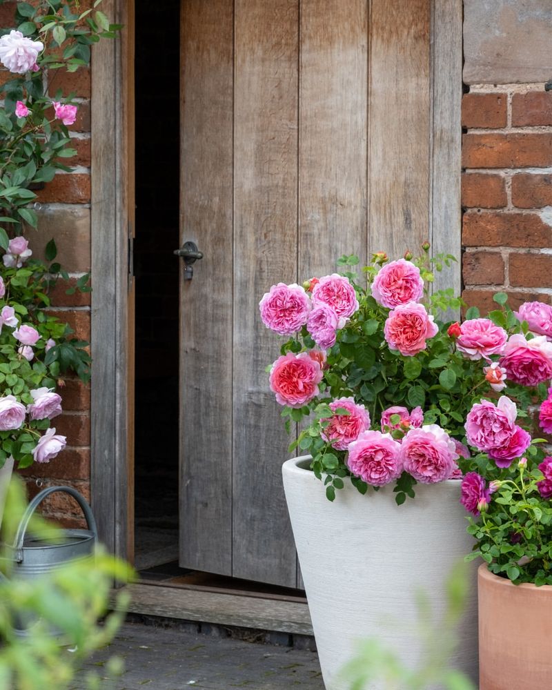 Incorporate Fragrant Roses Near The Entry