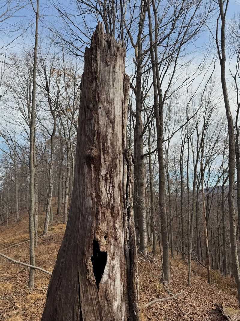 Leave Standing Dead Trees And Snags When Safe