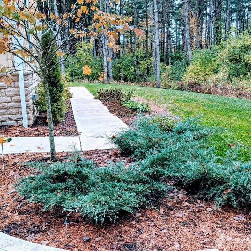 Mulch The Root Zone Generously