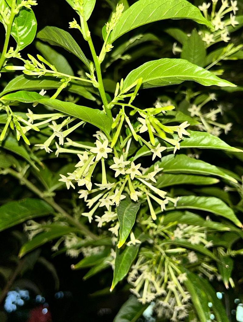 Incorporate Night-Blooming Jasmine In Protected Spots