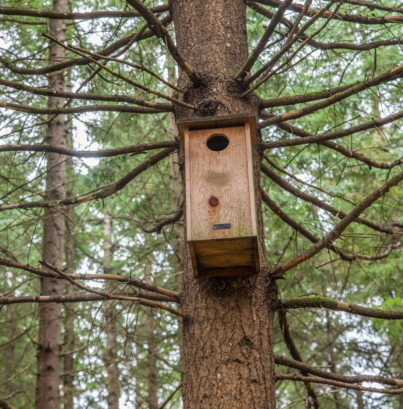 Build Or Buy Nesting Boxes