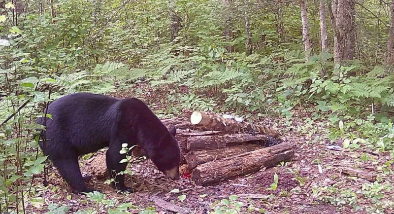 Skip Feeding The Bear