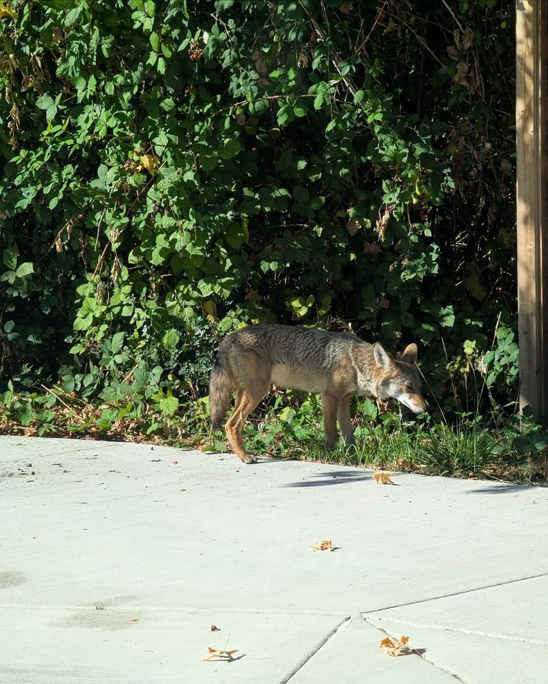 Never Feed Or Approach The Coyote