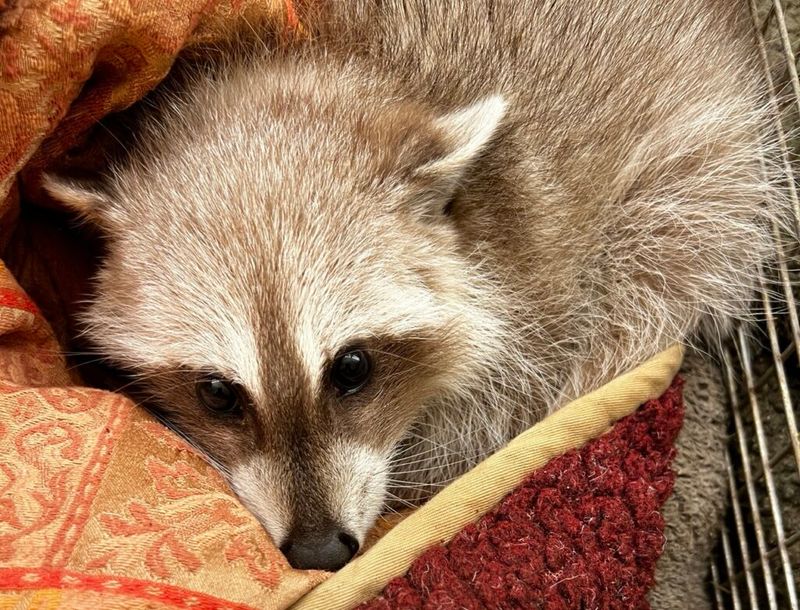 Never Attempt To Corner Or Trap the Raccoon Yourself